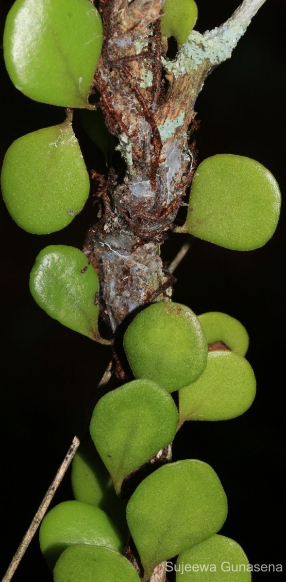 Pyrrosia heterophylla  (L.) M.G.Price